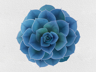 Succulent illustration vector