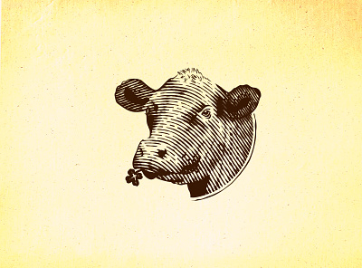 angus cow cow design etching hand drawn illustration old school scratchboard vector vintage