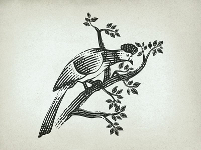 Great Blue Turaco bird branding curious dribbble engraving etching hand drawn illustration line art logodesign old school scratchboard tree turaco vector vintage woodcut