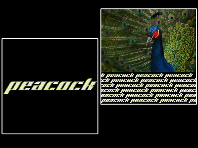 peacock [ bird collection 6/7 ]