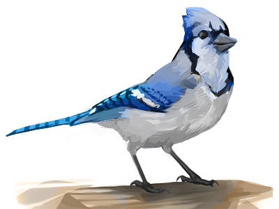 Blue Jay animal art bird blue jay digital painting illustration