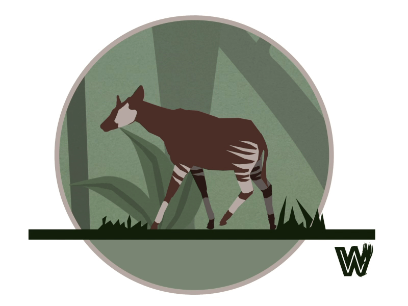 Okapi - Walk Cycle - Woodman Digital 2d animation animal animalanimation animation animation after effects okapi