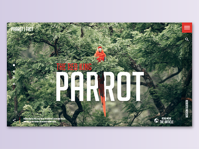 The Red King Parrot article design illustration parrot ui uidesign ux web website