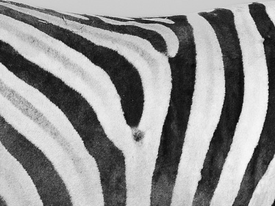 Zebra Crossing black and white monochrome photo photography zebra