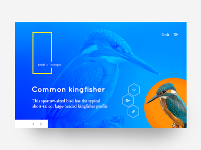 Design_play_3 bird encyclopedia ui