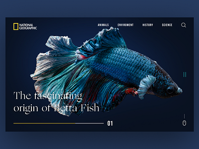 National Geographic Web Site Redesign app art betta fish design fish geography graphic design minimal national geographic ui uidesign ux