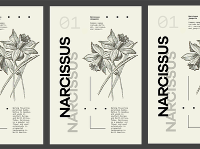 Flower Series - Narcissus daffodil flowers narcissus poster poster design type typography