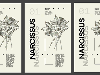 Flower Series - Narcissus