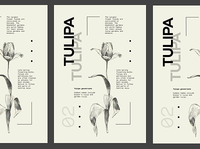 Flower Series - Tulipa flower poster poster design tulip tulipa type typography