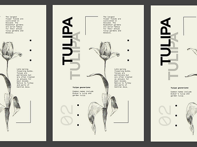 Flower Series - Tulipa