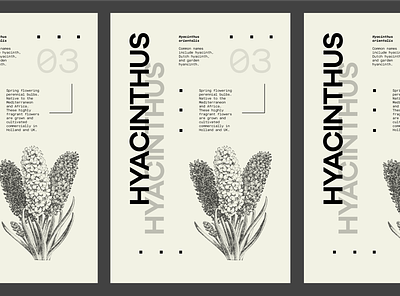 Flower Series - Hyacinthus flower hyacinth hyacinthus poster poster design type typography