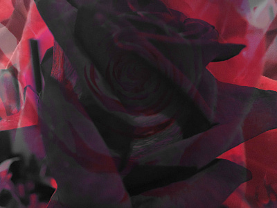 Rose Photograph Photoshop Design Challenge