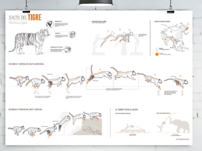Infographic-tiger motion abode design digital art illustration info design info graph info graphic orange photoshop tiger tigers vector