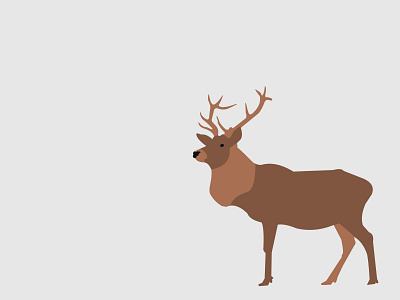 Deer