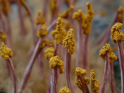 Yellow-Top Rib