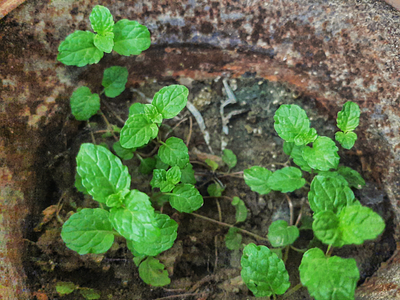 Green leaf