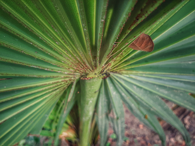 Plum leaf