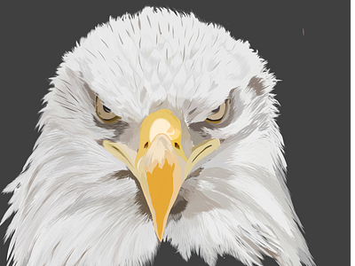 Bald Eagle design illustration