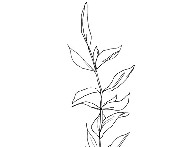 ruscus black drawing editorialillustration flower flowers illustration illustration art ink line lineart nature packagedesign plant plant illustration