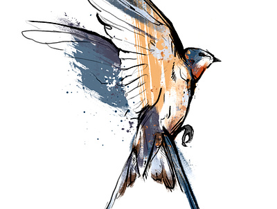 martin animal art bird bird illustration colour colour and lines editorial fashion ink martin swallows switzerland watercolour