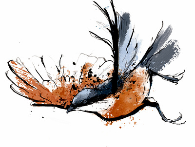 red-backed shrike animal art bird bird illustration design editorial ink inspiration lines nature story watercolor