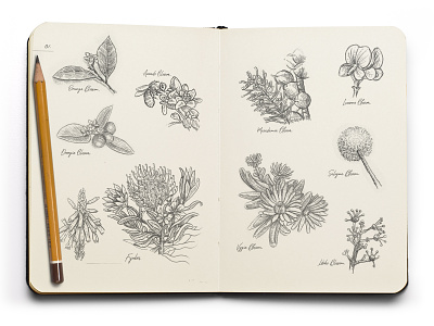 Travelogue Sketches blossoms fynbos honey illustration nectar packaging design sketchbook sketches south africa travelogue