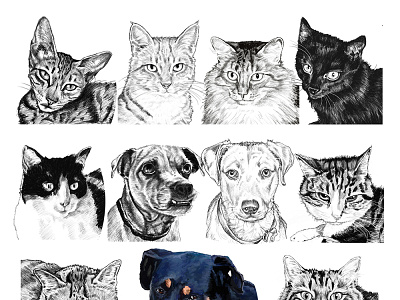 digital pet portrait composite