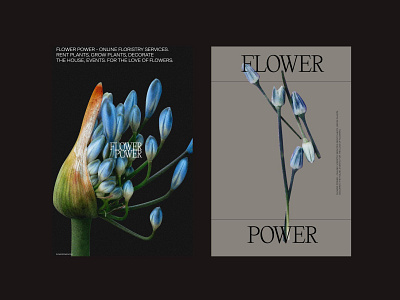 Flower shop branding exploration branding design flower typography