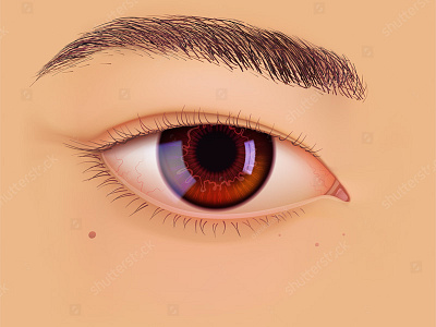 Vector eye of Asian