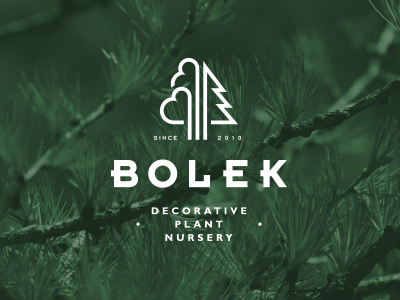Bolek — decorative plant nursery decorative garden leaf nursery plant trees