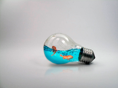 Fish in a Bulb