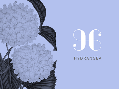 Hydrangea - final review beauty cosmetics identity logo mark monogram