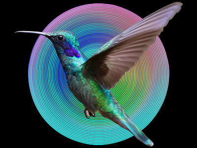 RADIAL HUMMINGBIRD action actions bird circular color concentric design disc graphic design green illustration photoshop photoshop action radial waves wings