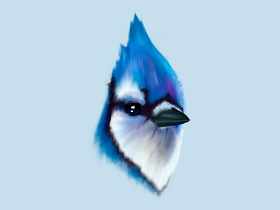 Toronto Blue Jay