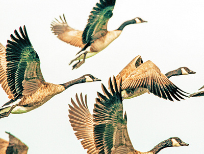 Fly Away II animal animal print beautiful birds color digital manipulation fly forest jungle migration nature paint filter sky wildlife wings