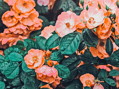 Vintage Blossom II