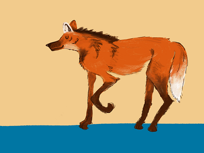 Maned wolf