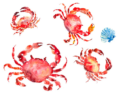 Crabs watercolour illustration bt Tanya Amos animal crustacean dinner food hand draw isolated marine nutrition painting sea seafood sealife shellfish underwater water watercolor watercolor painting watercolour white wildlife