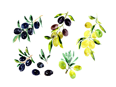 Olives watercolour illustration