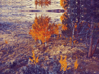 Aspen Double Ripple - Digital Wilderness aspen camping drone fall fly magical motion graphics orange ripple surreal surrealism surrealist tree trippy video