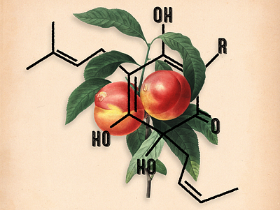 Alpha Acid - Chemical Structure & Visual Flavor beer art branding craft beer craftbeer design illustration logo typography vintage