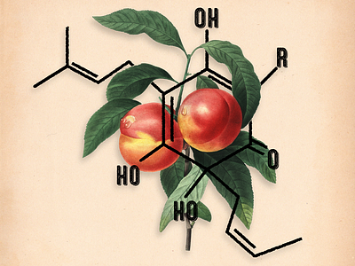 Alpha Acid - Chemical Structure & Visual Flavor