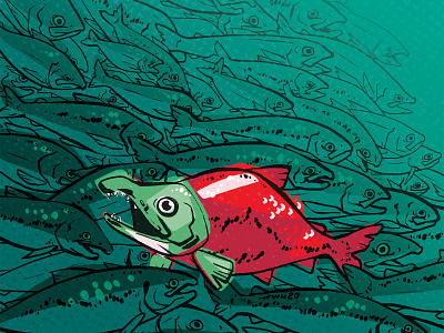 Sockeye Salmon animal fish illustration nature texture