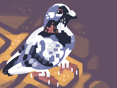 Piebald Pigeon animal bird illustration pigeon