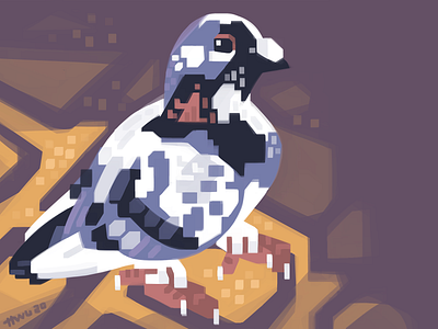 Piebald Pigeon