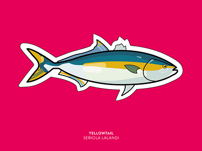Sticker | Yellowtail Fish colourful design graphic design logo sticker sticker design