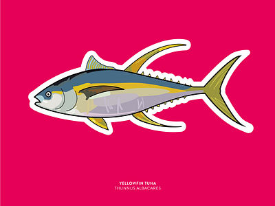 Sticker | Yellowfin Tuna colourful design design graphic design illustration illustrator print design sticker sticker design vector