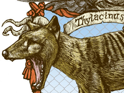 Thylacine extinct illustration photoshop scratchboard