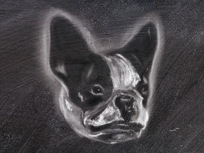 Chalk Dog chalk corel painter french bulldog illustration