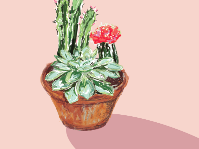 succulents illustration photoshop wacom